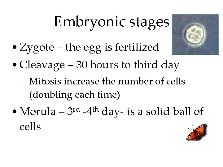 Embryonic stages • Zygote – the egg is fertilized • Cleavage – 30 hours