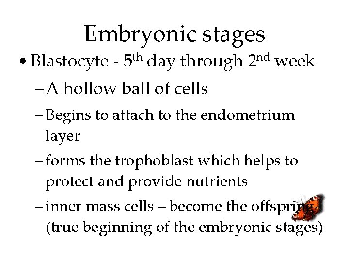 Embryonic stages • Blastocyte - 5 th day through 2 nd week – A