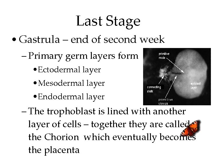 Last Stage • Gastrula – end of second week – Primary germ layers form