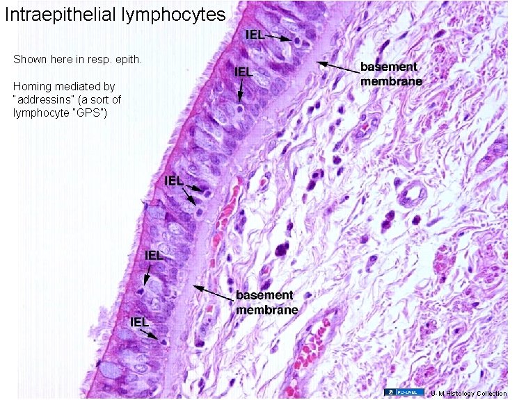 Intraepithelial lymphocytes Shown here in resp. epith. Homing mediated by “addressins” (a sort of
