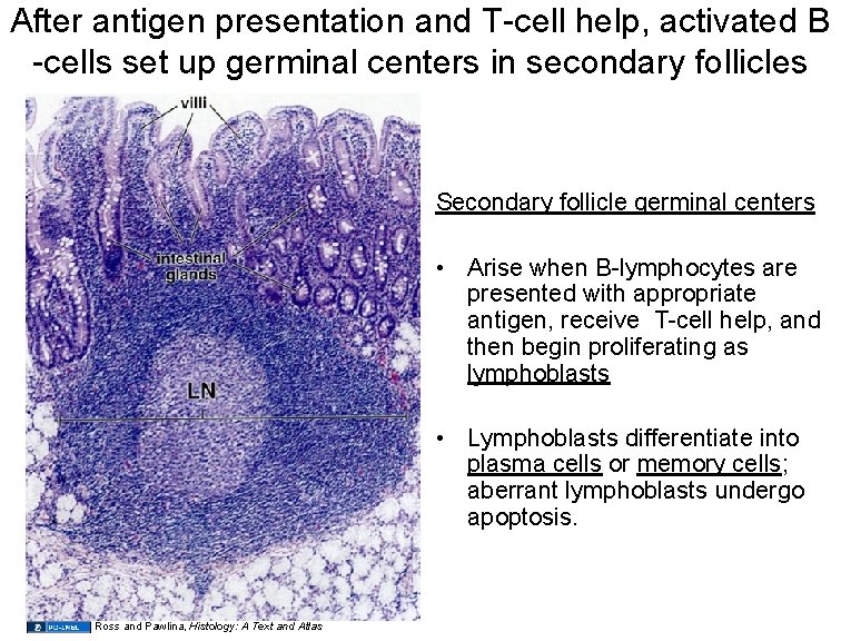 After antigen presentation and T-cell help, activated B -cells set up germinal centers in