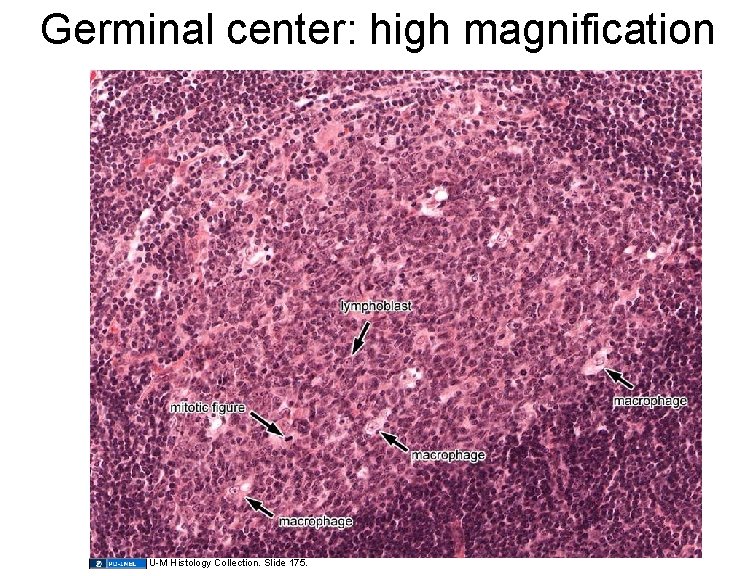 Germinal center: high magnification U-M Histology Collection. Slide 175. 