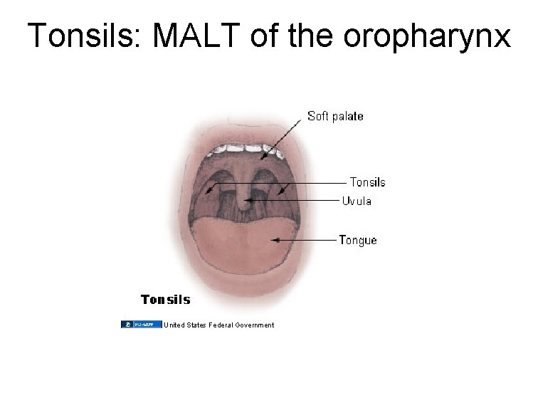 Tonsils: MALT of the oropharynx United States Federal Government 