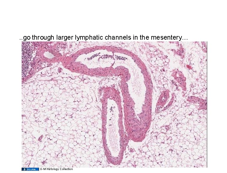 . . go through larger lymphatic channels in the mesentery… U-M Histology Collection 