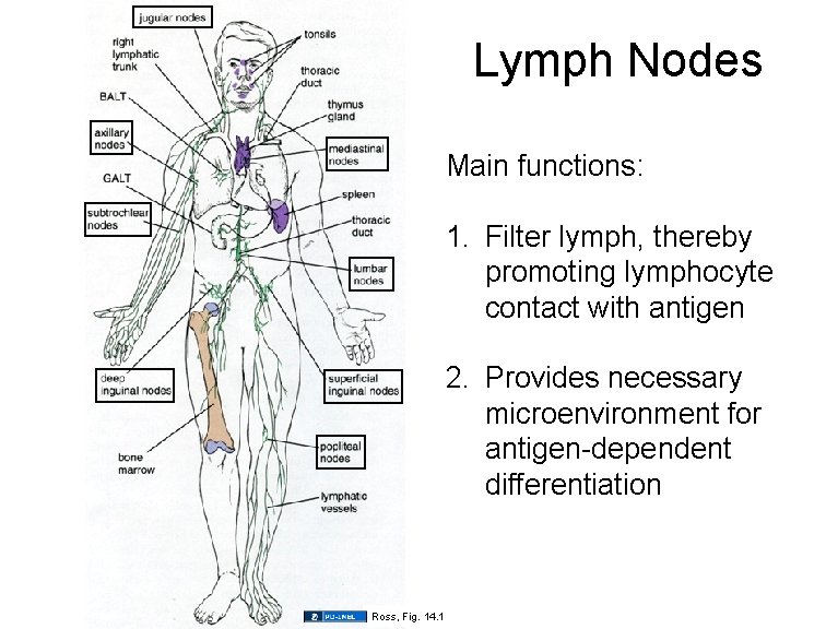 Lymph Nodes Main functions: 1. Filter lymph, thereby promoting lymphocyte contact with antigen 2.