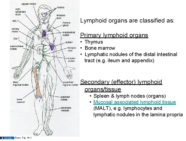 Lymphoid organs are classified as: Primary lymphoid organs • Thymus • Bone marrow •