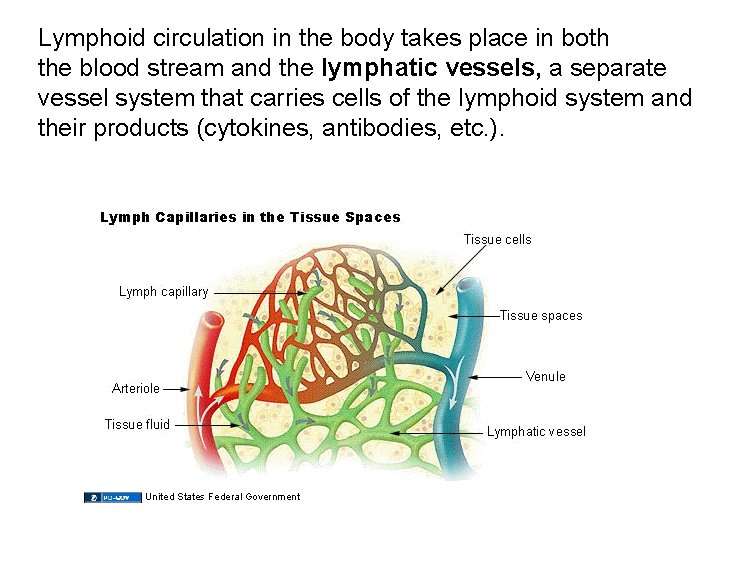 Lymphoid circulation in the body takes place in both the blood stream and the