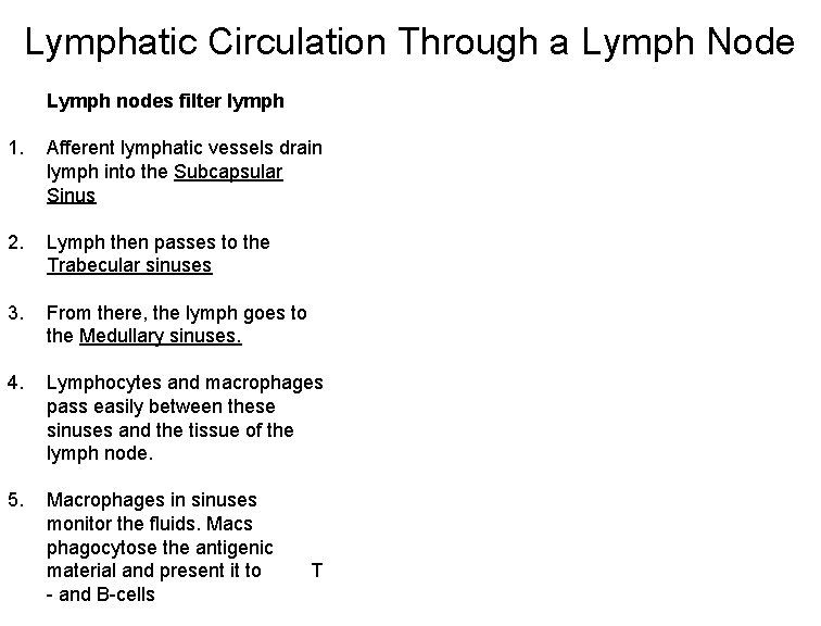 Lymphatic Circulation Through a Lymph Node Lymph nodes filter lymph 1. Afferent lymphatic vessels