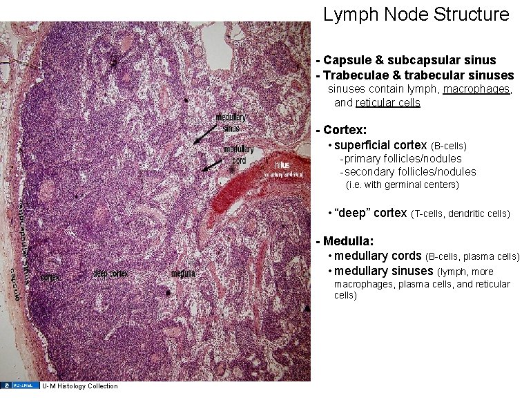 Lymph Node Structure - Capsule & subcapsular sinus - Trabeculae & trabecular sinuses contain