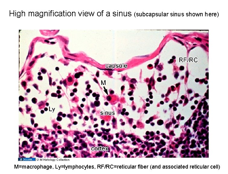 High magnification view of a sinus (subcapsular sinus shown here) U-M Histology Collection M=macrophage,