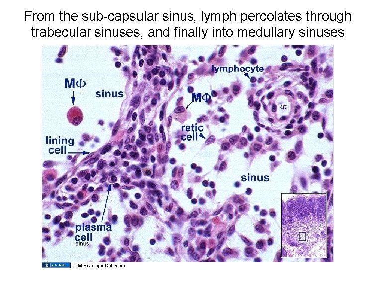 From the sub-capsular sinus, lymph percolates through trabecular sinuses, and finally into medullary sinuses