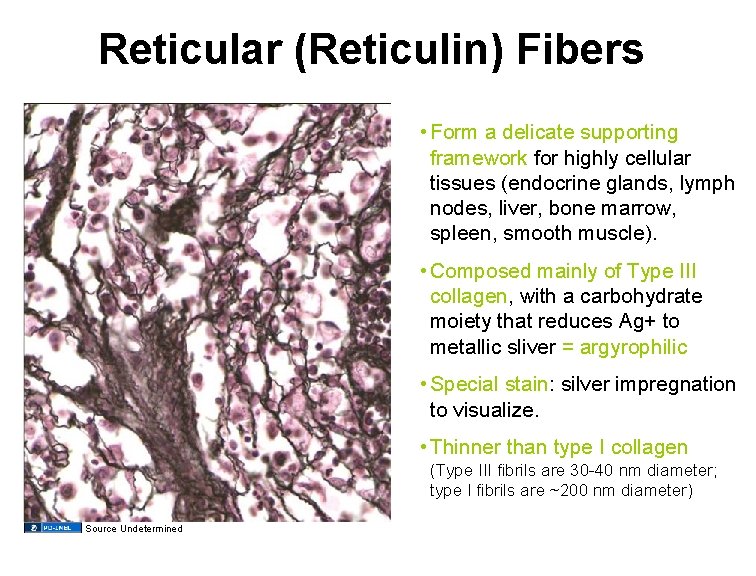 Reticular (Reticulin) Fibers • Form a delicate supporting framework for highly cellular tissues (endocrine