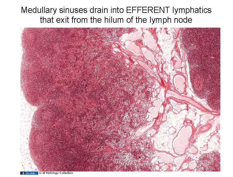 Medullary sinuses drain into EFFERENT lymphatics that exit from the hilum of the lymph