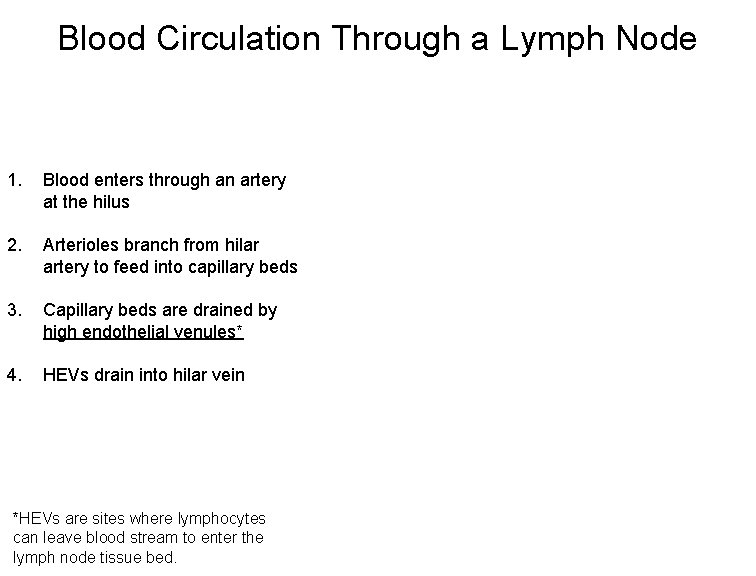 Blood Circulation Through a Lymph Node 1. Blood enters through an artery at the