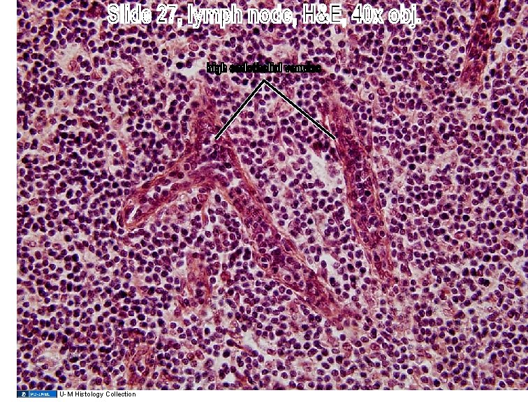 U-M Histology Collection 