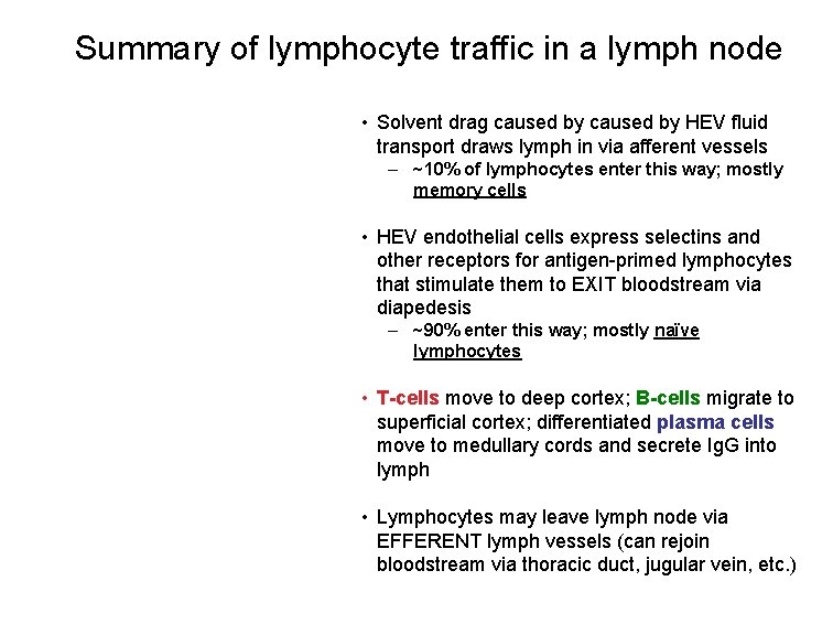 Summary of lymphocyte traffic in a lymph node • Solvent drag caused by HEV