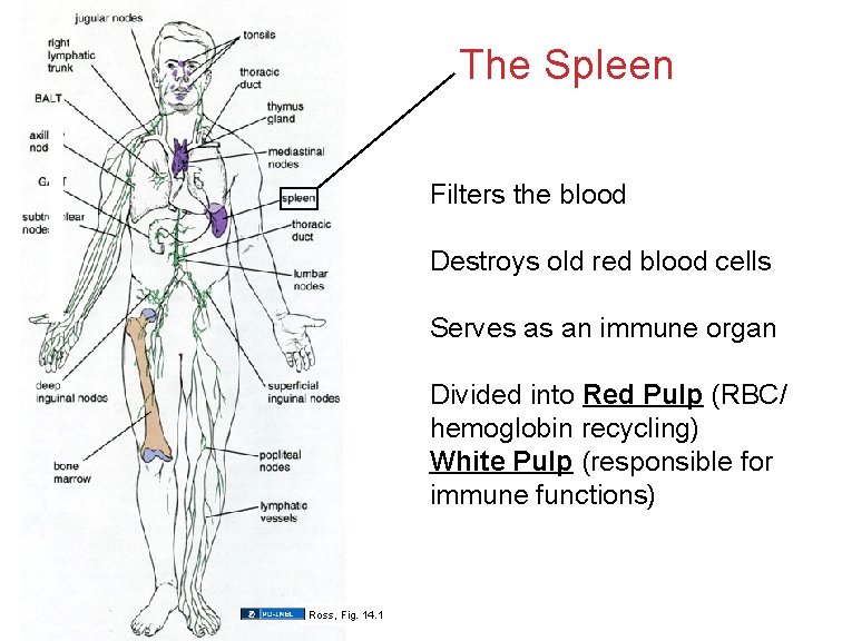 The Spleen Filters the blood Destroys old red blood cells Serves as an immune