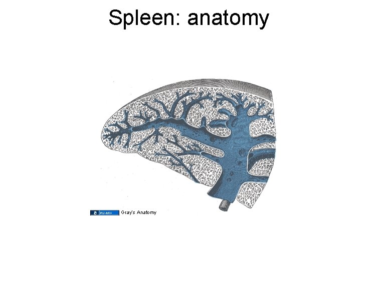 Spleen: anatomy Gray’s Anatomy 