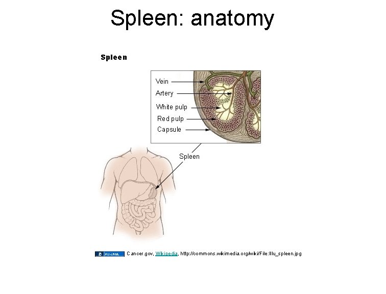 Spleen: anatomy Cancer. gov, Wikipedia, http: //commons. wikimedia. org/wiki/File: Illu_spleen. jpg 