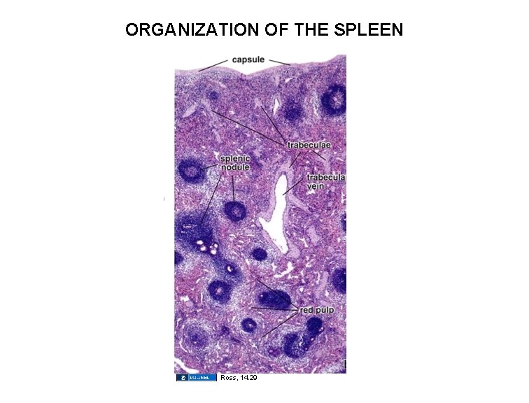 ORGANIZATION OF THE SPLEEN Ross, 14. 29 