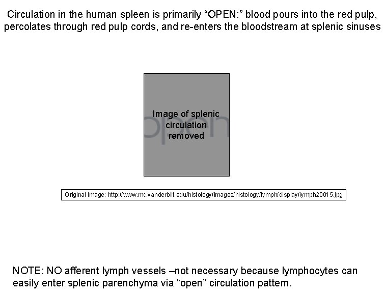 Circulation in the human spleen is primarily “OPEN: ” blood pours into the red