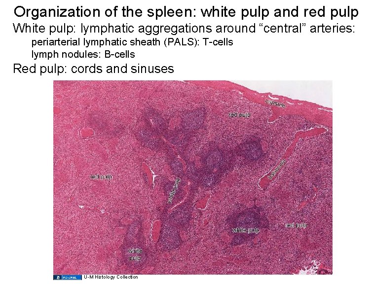 Organization of the spleen: white pulp and red pulp White pulp: lymphatic aggregations around