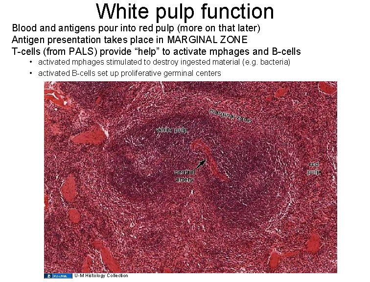 White pulp function Blood antigens pour into red pulp (more on that later) Antigen