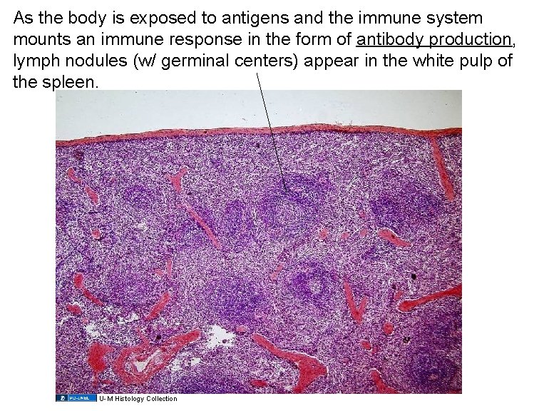 As the body is exposed to antigens and the immune system mounts an immune