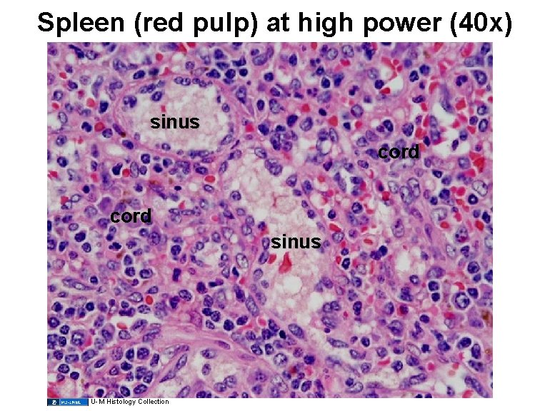 Spleen (red pulp) at high power (40 x) sinus cord sinus U-M Histology Collection