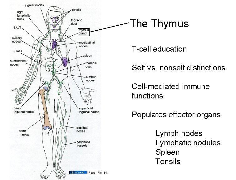 The Thymus T-cell education Self vs. nonself distinctions Cell-mediated immune functions Populates effector organs