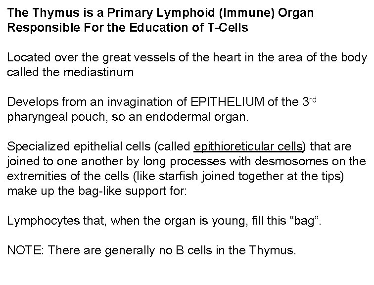 The Thymus is a Primary Lymphoid (Immune) Organ Responsible For the Education of T-Cells