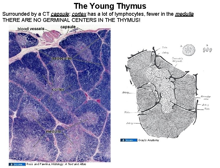 The Young Thymus Surrounded by a CT capsule; cortex has a lot of lymphocytes,