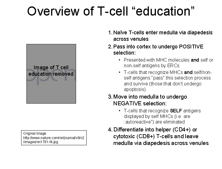 Overview of T-cell “education” 1. Naïve T-cells enter medulla via diapedesis across venules 2.