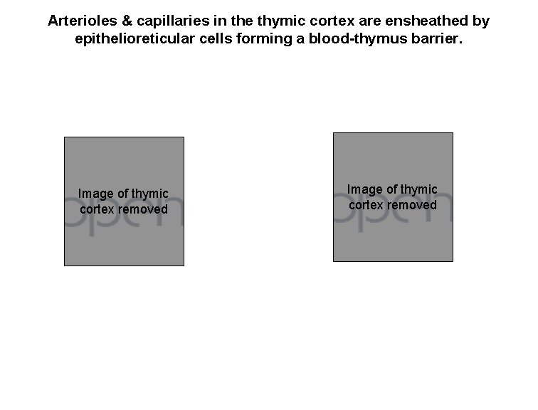 Arterioles & capillaries in the thymic cortex are ensheathed by epithelioreticular cells forming a