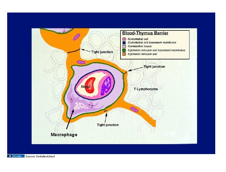 Macrophage Source Undetermined 