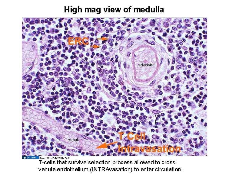 High mag view of medulla Source Undetermined T-cells that survive selection process allowed to