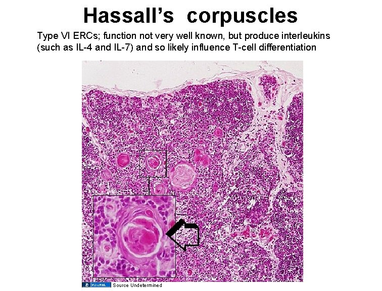 Hassall’s corpuscles Type VI ERCs; function not very well known, but produce interleukins (such