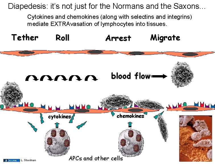 Diapedesis: it’s not just for the Normans and the Saxons… Cytokines and chemokines (along