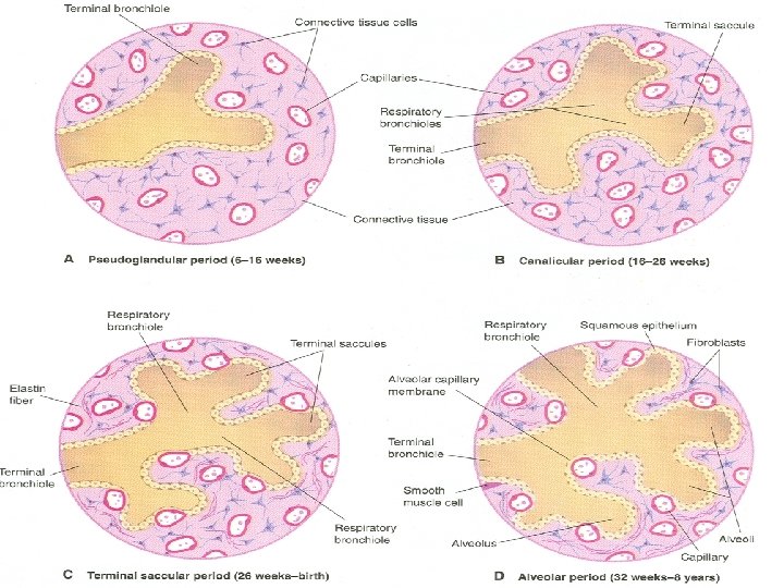 DEVELOPMENT OF LARYNX TRACHEA AND BRONCHI Dr Mujahid