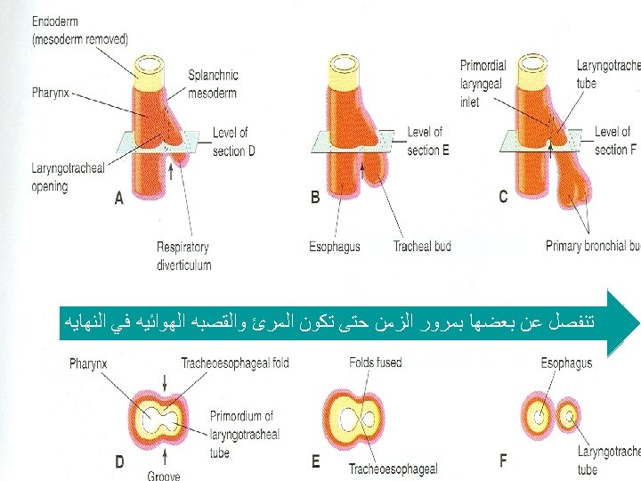 DEVELOPMENT OF LARYNX TRACHEA AND BRONCHI Dr Mujahid