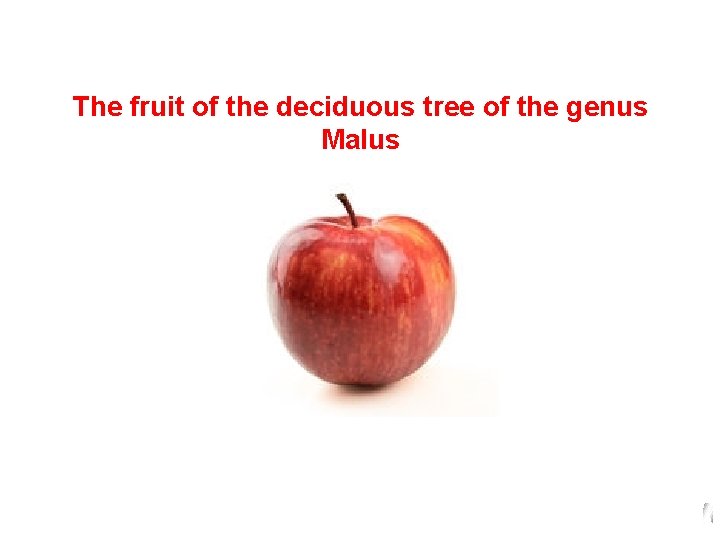 The fruit of the deciduous tree of the genus Malus 
