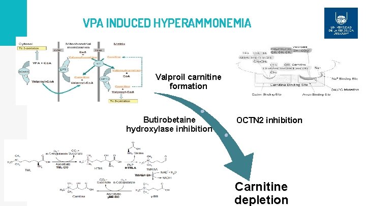 VPA INDUCED HYPERAMMONEMIA Valproil carnitine formation Butirobetaine hydroxylase inhibition OCTN 2 inhibition Carnitine depletion
