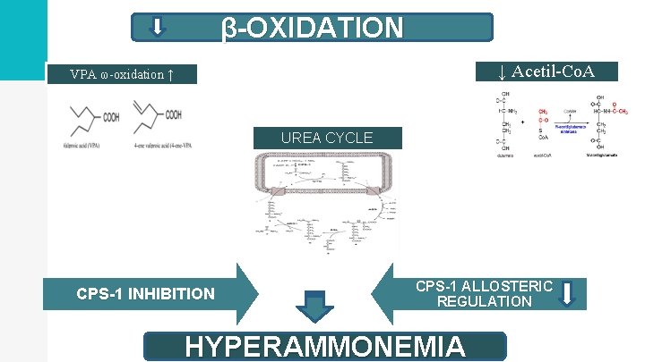β-OXIDATION ↓ Acetil-Co. A VPA ω-oxidation ↑ UREA CYCLE CPS-1 INHIBITION CPS-1 ALLOSTERIC REGULATION