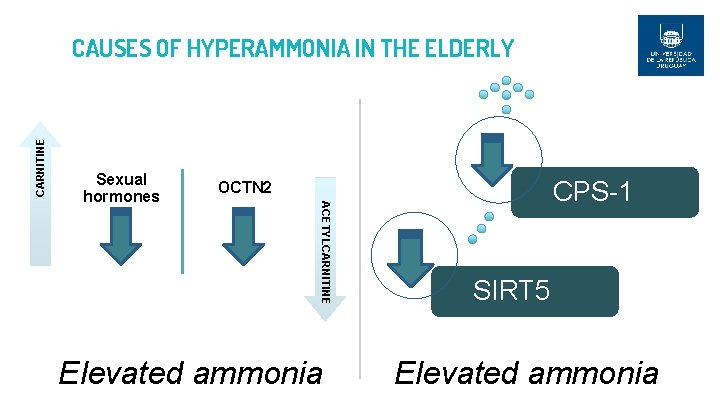 CARNITINE CAUSES OF HYPERAMMONIA IN THE ELDERLY CPS-1 OCTN 2 ACETYLCARNITINE Sexual hormones Elevated