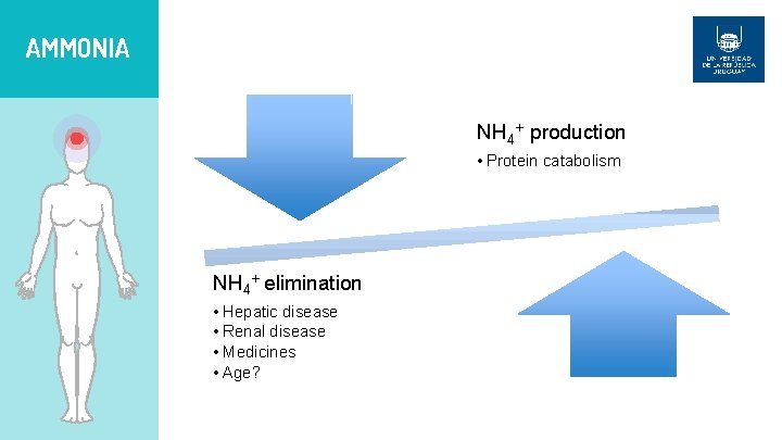 AMMONIA NH 4+ production • Protein catabolism NH 4+ elimination • Hepatic disease •