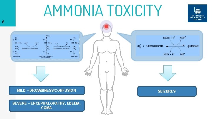 6 AMMONIA TOXICITY MILD – DROWSINESS/CONFUSION SEVERE – ENCEPHALOPATHY, EDEMA, COMA SEIZURES 