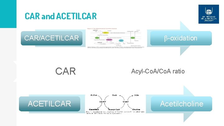 CAR and ACETILCAR CAR/ACETILCAR β-oxidation Acyl-Co. A/Co. A ratio Acetilcholine 