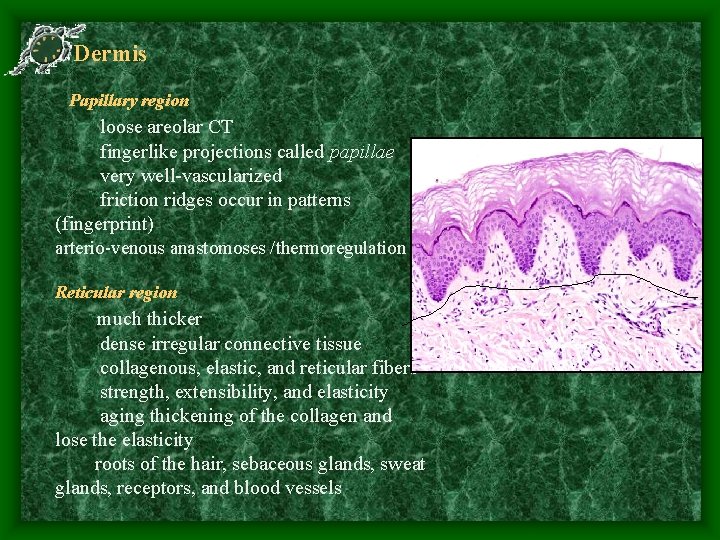 Dermis Papillary region loose areolar CT fingerlike projections called papillae very well-vascularized friction ridges