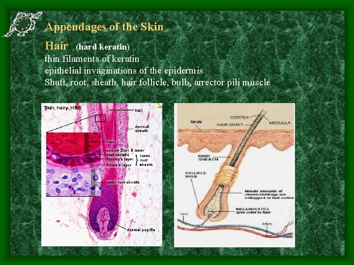 Appendages of the Skin Hair (hard keratin) thin filaments of keratin epithelial invaginations of