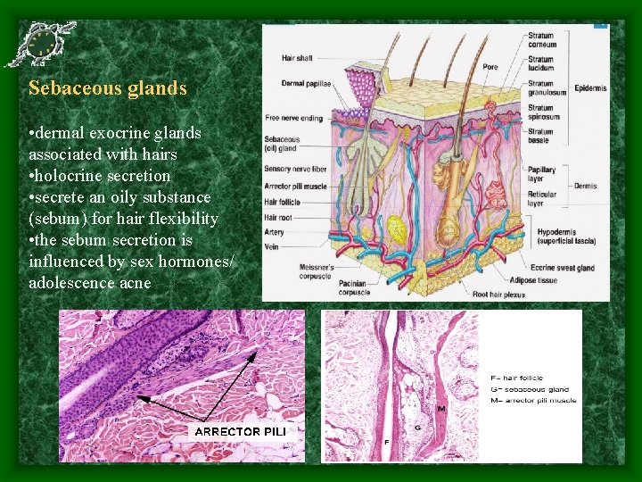 Sebaceous glands • dermal exocrine glands associated with hairs • holocrine secretion • secrete